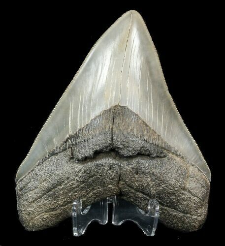 Megalodon Tooth - Serrated Blade #44816